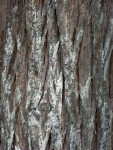 Cypress Bark