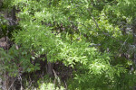 Cypress Branches and Leaves