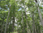 Cypress Forest