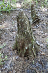 Cypress Knee at Chinsegut Wildlife and Environmental Area