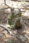 Cypress Knee with Moss