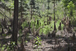 Cypress Knees and Pine Trees at the Edge of May's Prairie