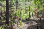 Cypress Knees and Vegetation