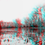 Cypress Knees by the Silver River