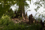 Cypress Knees