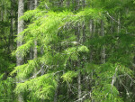 Cypress Leaves
