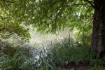 Cypress Tree and Grasses near a Pond at the Kanapaha Botanical Gardens