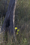 Cypress Tree Base Amongst Grass
