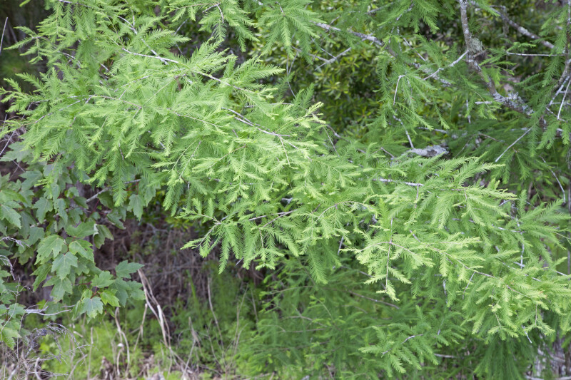 Cypress Tree Branch and Evergreen Leaves