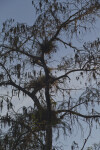 Cypress Tree Covered in Air Plants