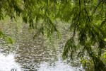 Cypress Tree Leaves Hanging over a Pond at the Kanapaha Botanical Gardens