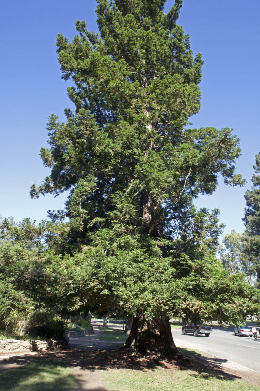 Cypress Tree Near Parking Lot