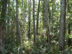 Cypress Trees and Ferns