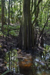 Cypress Trees and Knees