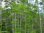 Cypress Trees at Corkscrew