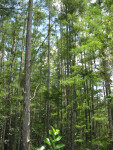 Cypress Trees