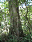 Cypress with Strangler Fig
