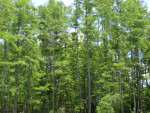 Cypresses at Corkscrew