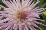 Dahlia Flower Close Up