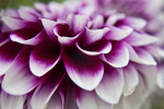 Dahlia Flower Curved Petals