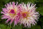 Dahlia Hybrids