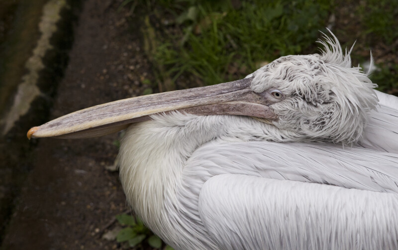 Dalmatian Pelican from Above
