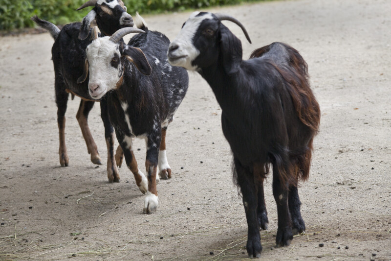 Damara Goats (Capra aegagrus hircus)