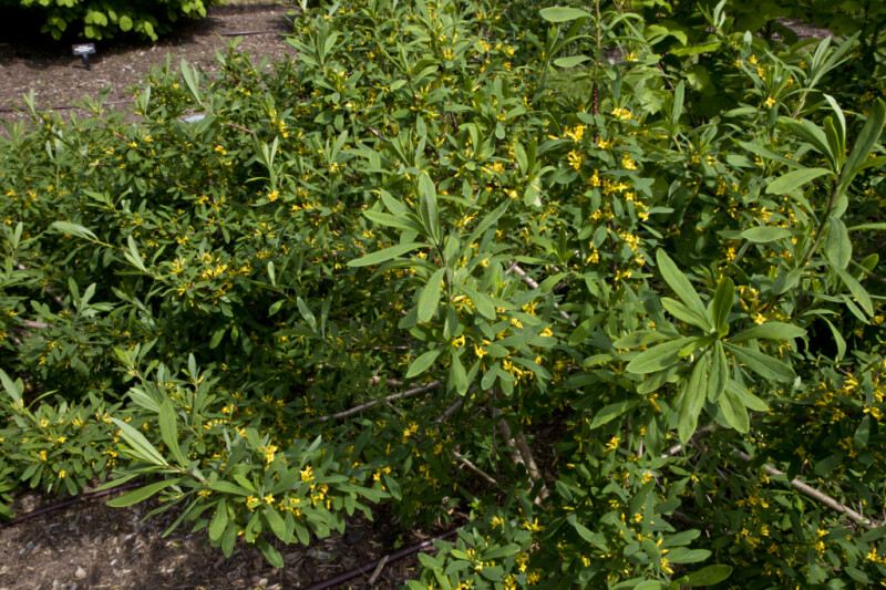 Daphne giraldii with Green Leaves and Yellow Flowers
