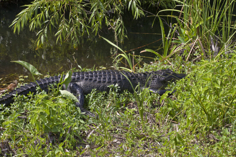 Dark American Alligator Lying in Grass