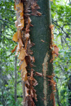 Dark Gumbo Limbo