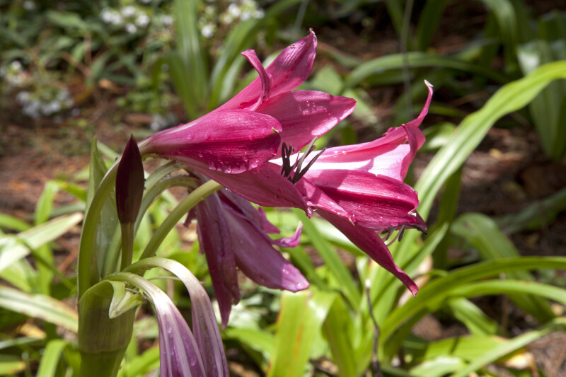 Dark Pink Crinum Lily at the Kanapaha Botanical Gardens