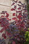 Dark Red and Black Leaves