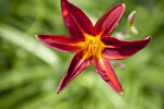 Dark-Red and Yellow Lily