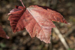 Dark-Red Maple Leaf with Black Spots
