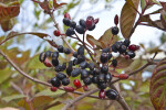 Dark, Shiny Berries