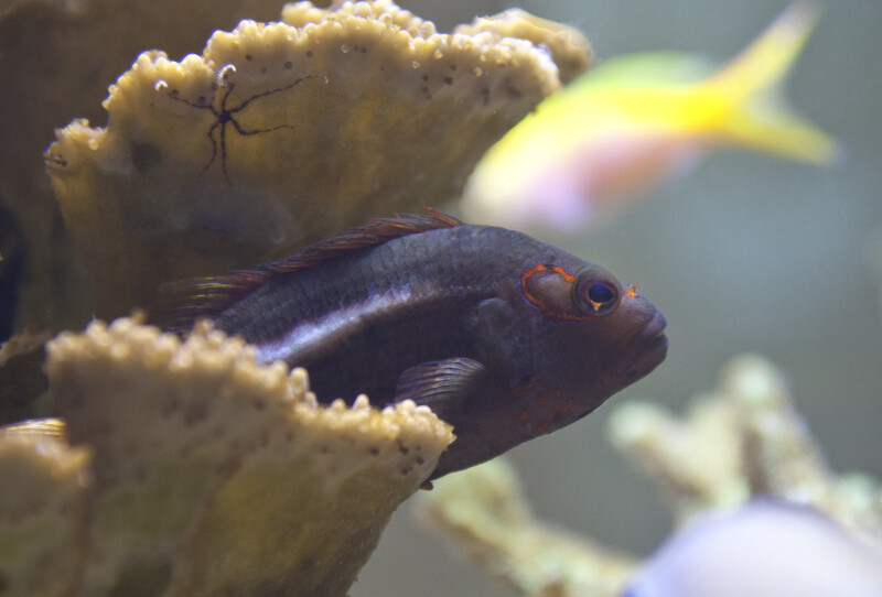 Darkly Colored Fish at The Florida Aquarium