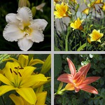 Daylilies photographs