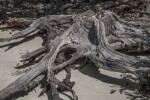Dead Bark on Shore of Biscayne National Park