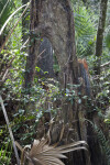 Dead Cypress Tree with Large Hole in the Trunk