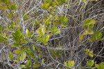 Dead Grass and Tree Branches