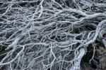 Dead Manzanita Branches