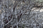 Dead Manzanita in front of Live Manzanita