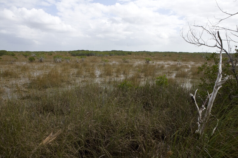 Dead Tree and Mangroves