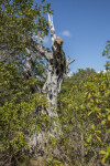 Dead Tree Being Overtaken by Shrubs