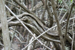 Dead Tree Branch