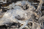 Dead Tree Trunk on Shore