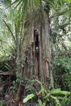 Dead Tree, Vines, Sword Ferns, and Palm Fronds