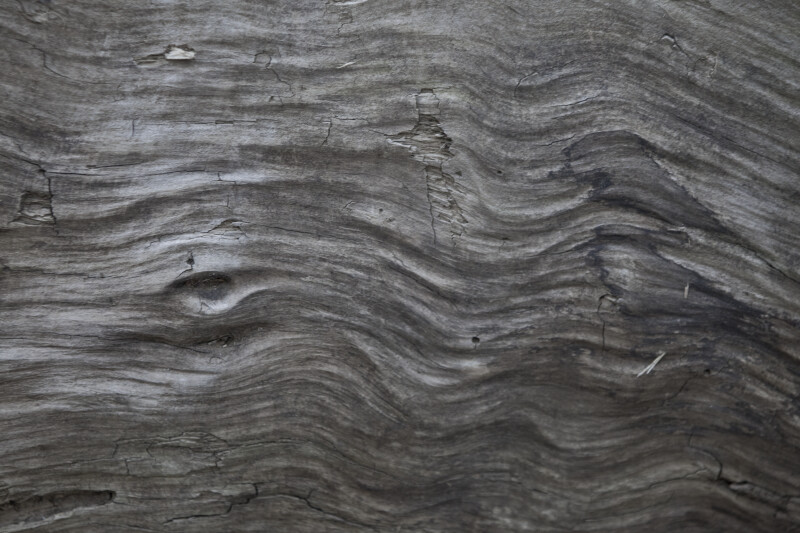 Dead Wood with a Wavy Pattern