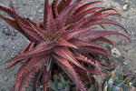 Deep-Red Aloe Plant at the Rancho Los Alamitos Historic Ranch and Gardens
