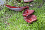 Deep-Red Banana Flower Petals on Green Grass